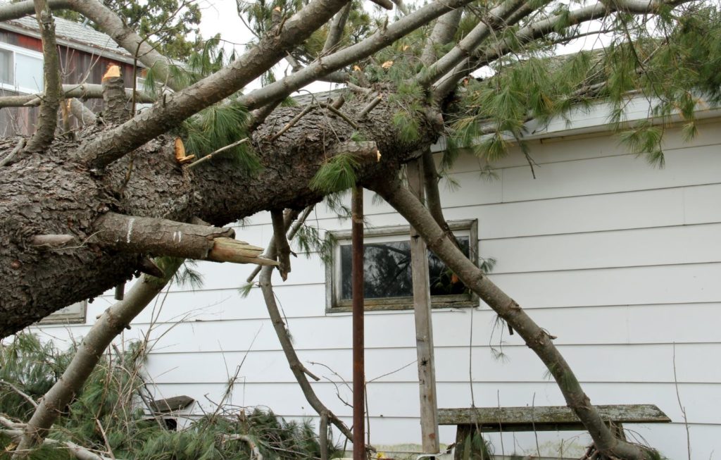 roof damage from tree